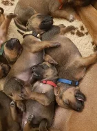 Rhodéský Ridgeback - vymazlená štěňátka s PP