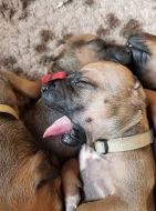 Rhodéský Ridgeback - vymazlená štěňátka s PP