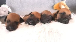 Rhodéský Ridgeback - vymazlená štěňátka s PP