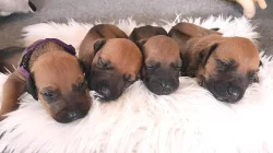 Rhodéský Ridgeback - vymazlená štěňátka s PP