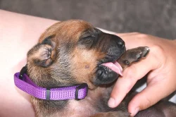 Rhodéský Ridgeback - vymazlená štěňátka s PP