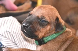 Rhodéský Ridgeback - vymazlená štěňátka s PP