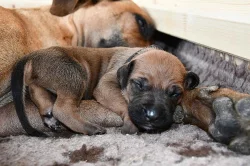 Rhodéský Ridgeback - vymazlená štěňátka s PP