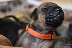 Rhodéský Ridgeback - vymazlená štěňátka s PP