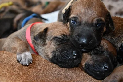 Rhodéský Ridgeback - vymazlená štěňátka s PP