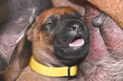 Rhodéský Ridgeback - vymazlená štěňátka s PP