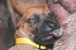 Rhodéský Ridgeback - vymazlená štěňátka s PP