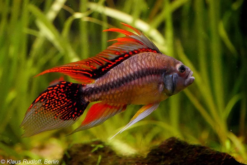 cichlida papouščí - akvarijní ryby