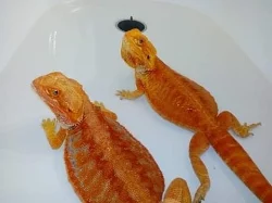 Agama Vousatá