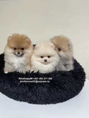 Špicové pomeranian Štěňata k dispozici