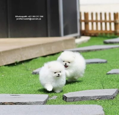 Špicové pomeranian Štěňata