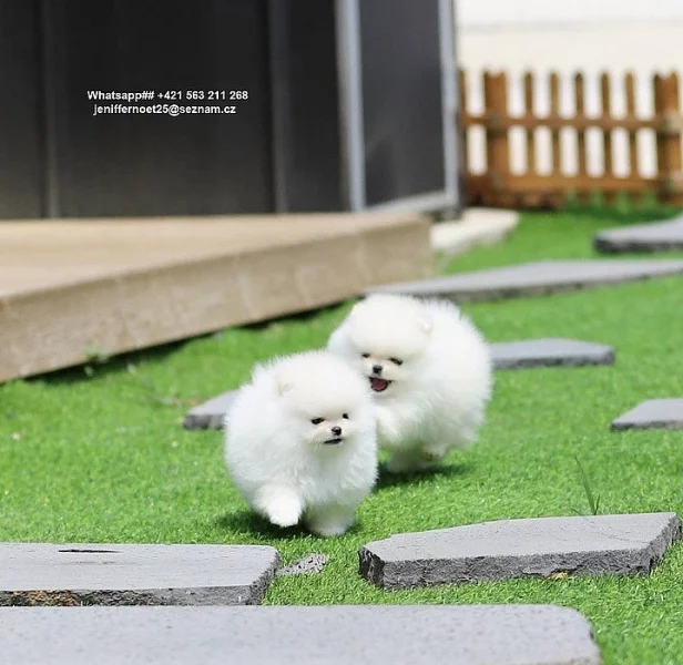 Špicové pomeranian Štěňata