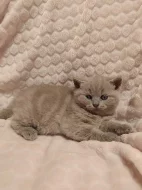 Britská lila