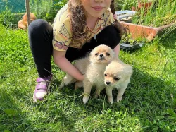 Dlouhosrstá čivava s PP - 2 fenky
