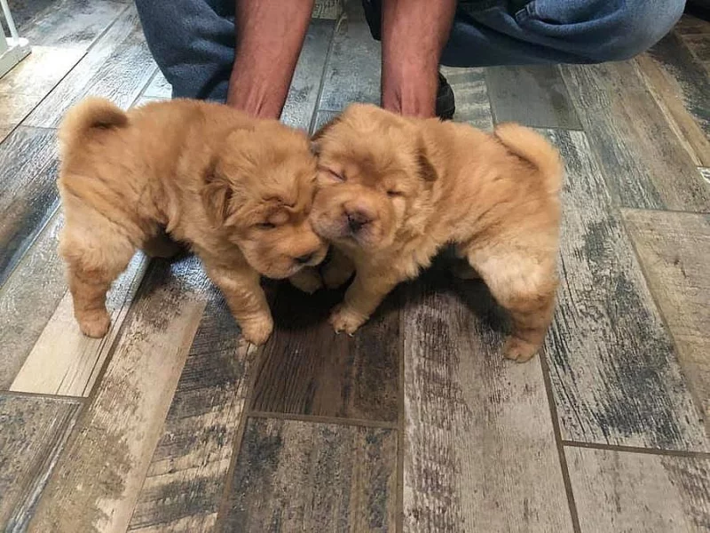Sladká čínská štěňata Shar-pei na prodej