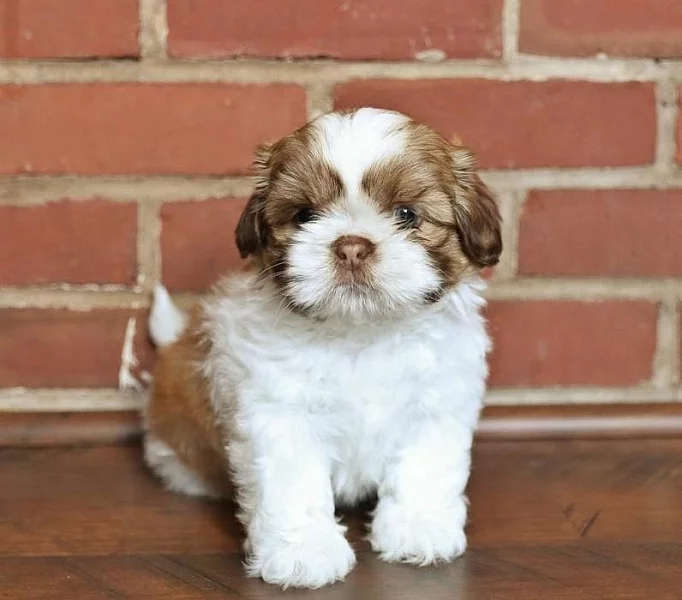 Dobře vypadající štěňata Shih Tzu