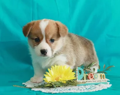 Sladká štěňata welsh pembroke corgi