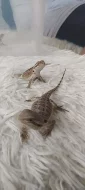 Agama vousatá
