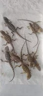 Agama vousatá