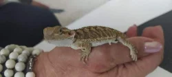 Agama vousatá
