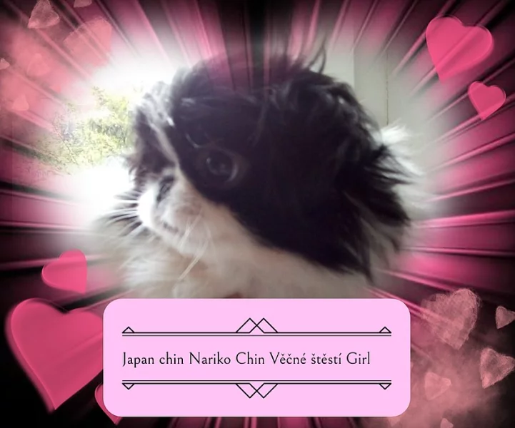 Japan chin s P.P.