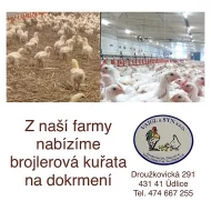 Kuřata na dokrmení -  brojleří