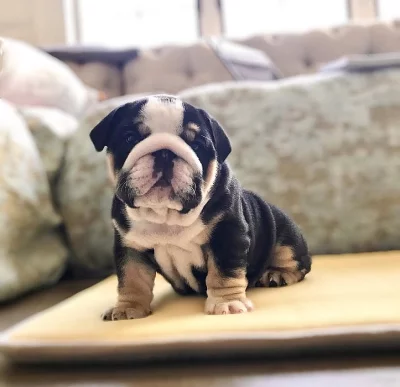 Zdravá Anglický buldok štěňata k adopci
