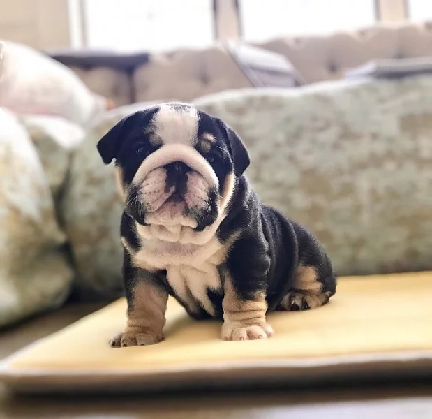Zdravá Anglický buldok štěňata k adopci