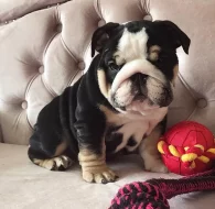 Zdravá Anglický buldok štěňata k adopci