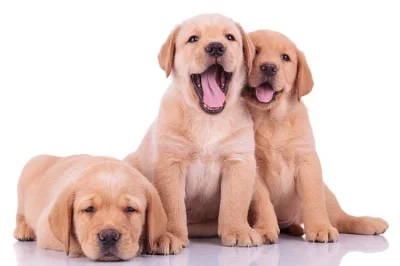 Labrador retriever žlutá štěňata s PP