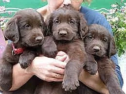 Prodám flat Coated Retriever s PP