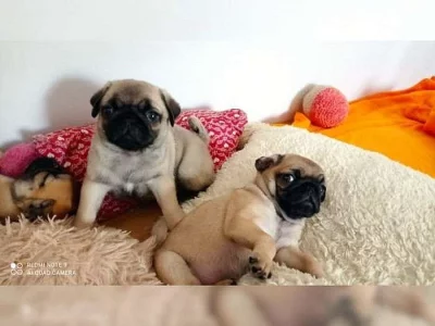Zdravá štěňata mopsů na prodej