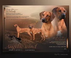 Rhodéský ridgeback štěňátka