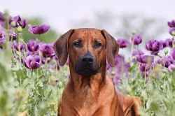 Rhodéský ridgeback štěňátka