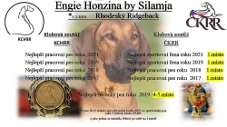 Rhodéský ridgeback štěňátka