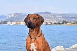 Rhodéský ridgeback štěňátka