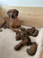 Rhodéský ridgeback štěňátka