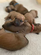 Rhodéský ridgeback štěňátka