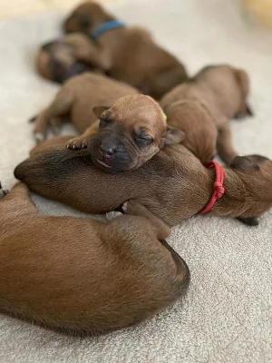 Rhodéský ridgeback štěňátka