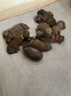 Rhodéský ridgeback štěňátka