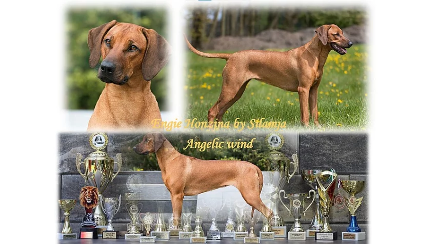 Rhodéský ridgeback štěňátka