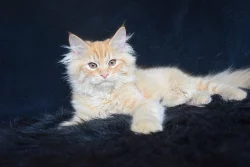 CHS prodá sibiřská koťátka