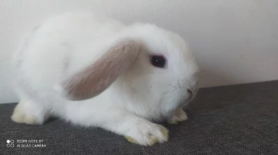 Zakrslý beránek minilop