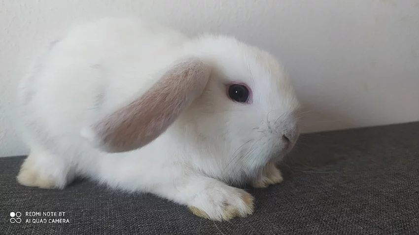 Zakrslý beránek minilop