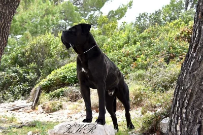 Cane Corso štěňátka s PP