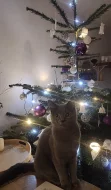 Britská koťátka