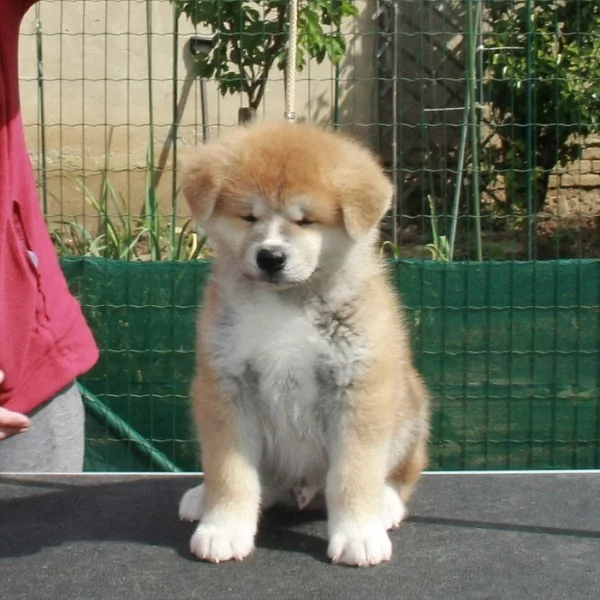 Akita štěně