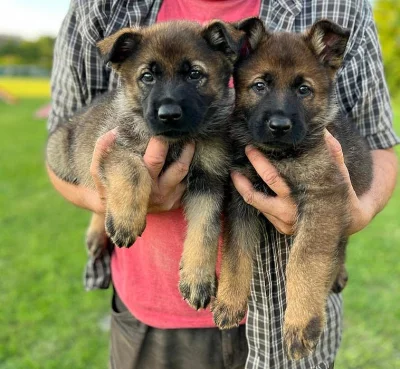 Německý ovčák - štěňata s PP