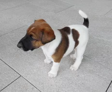 Prodám štěně hladkosrstého foxteriéra