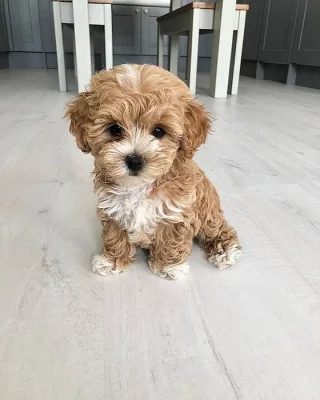 Roztomilá a rozkošná štěňata Maltipoo na prodej
